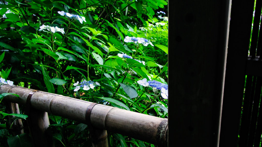 東廟所入り口の風景。あじさいの花 - -愛知県の観光、撮影スポット：本光寺- -
