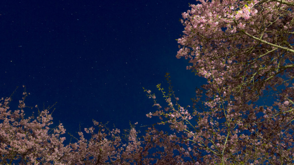 河津の桜並木は山間部にあるため晴れた夜には星空も綺麗に拡がる - -愛知県新城市長篠にある観光、撮影スポット- -
