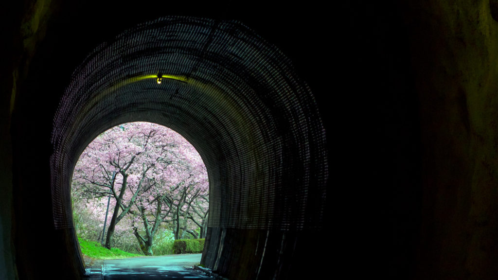 暗く古いトンネルの中から見る河津の桜並木は幻想的でもある - -愛知県新城市長篠にある観光、撮影スポット- -