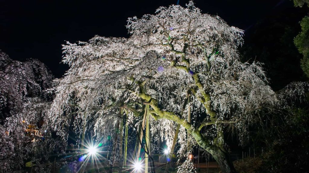 夜間スポットライトを浴び輝きを増す奥山田のしだれ桜 - -愛知県岡崎市にある観光、撮影スポット- -