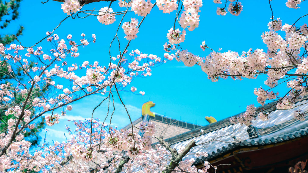 春、サクラの花の咲くころの東大寺はひときわ華やかに - -奈良県：東大寺- -