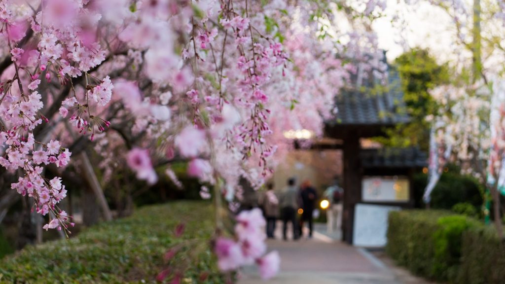 源空院の参道。しだれ桜の向こうに見える山門の風情が美しい - -愛知県西尾市にある観光、撮影スポット- -