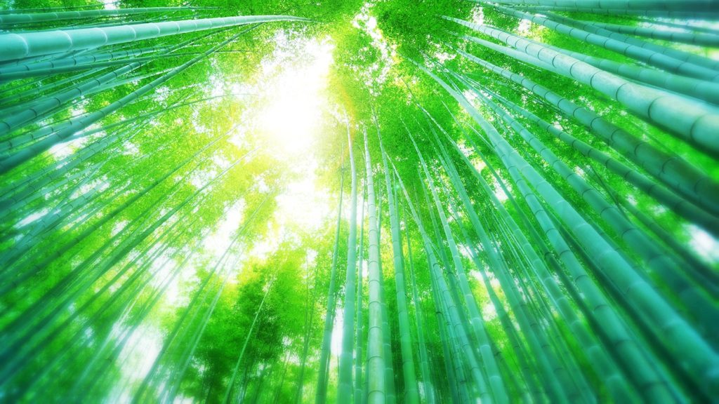 竹の庭の美しい竹林を見上げると、そこには絶景が - -神奈川県鎌倉市にある観光、撮影スポット- -
