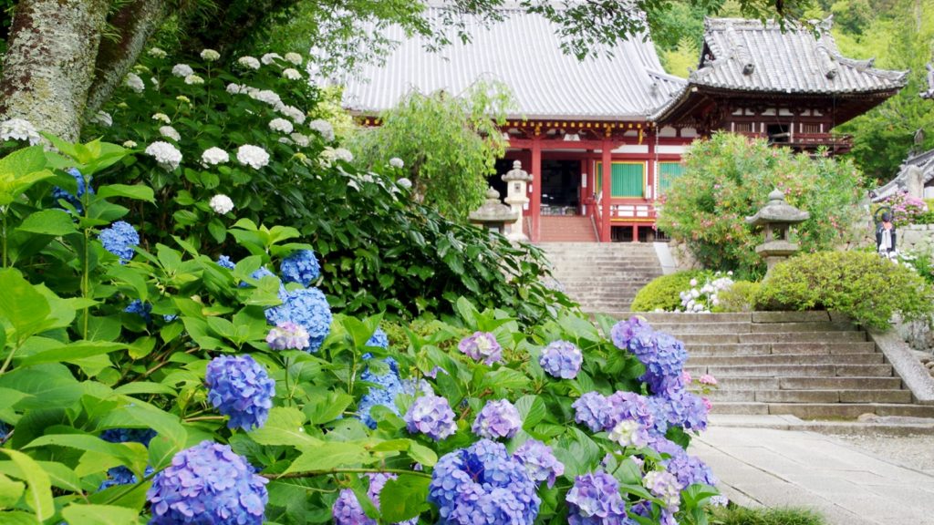 あじさいの花が出迎える梅雨時の矢田寺境内 - -奈良県大和郡山市にある観光、撮影スポット- -