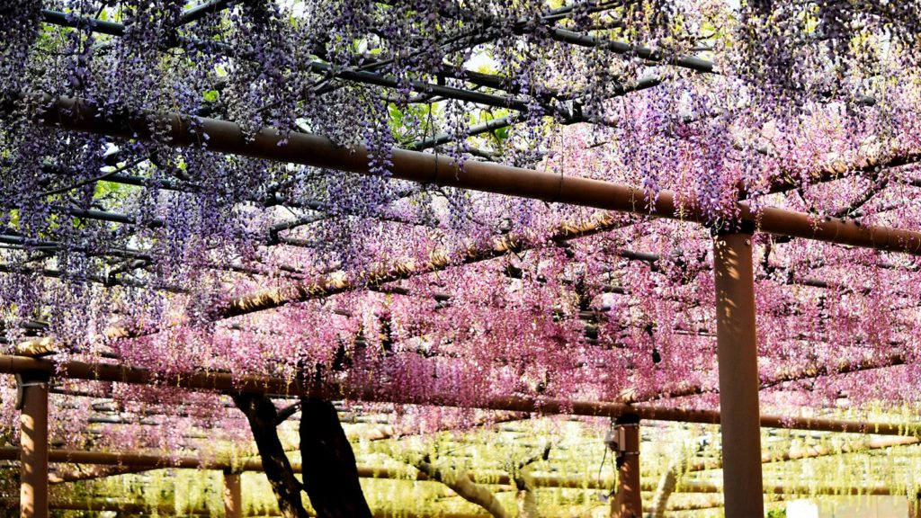 曼陀羅寺公園では最大で1メートルほどにもなる、藤の花は満開となれば滝のようにも感じられる  - -愛知県江南市にある観光、撮影スポット- -