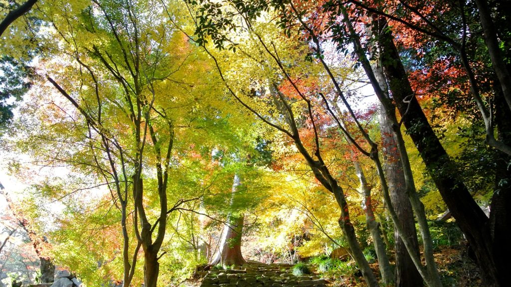 ひっそりとした雰囲気の山寺に広がる紅葉の絶景 - -滋賀県東近江市にある観光、撮影スポット- -
