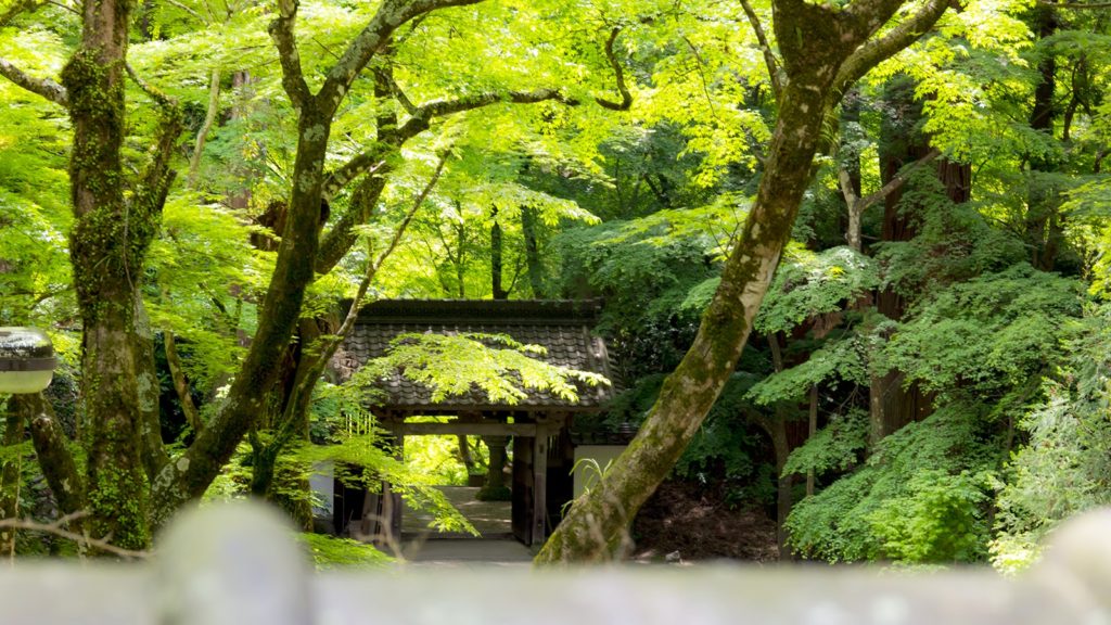 新緑の緑に輝く香積寺山門 - -愛知県豊田市にある観光、撮影スポット- -