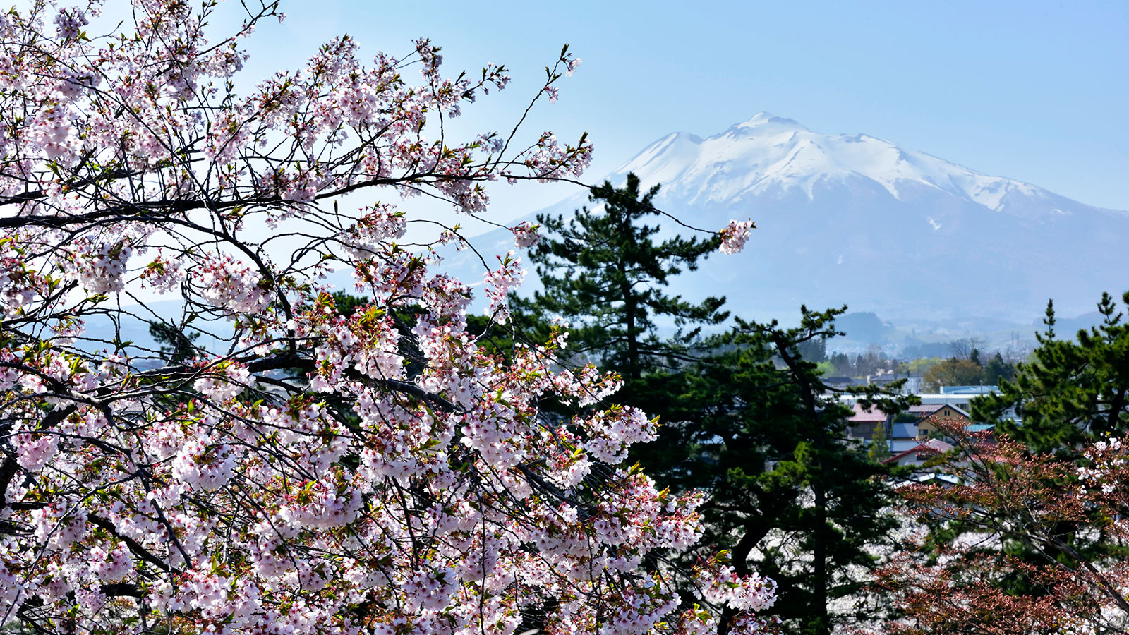 桜の花の向こうにそびえる津軽富士 - -弘前市：岩木山- -