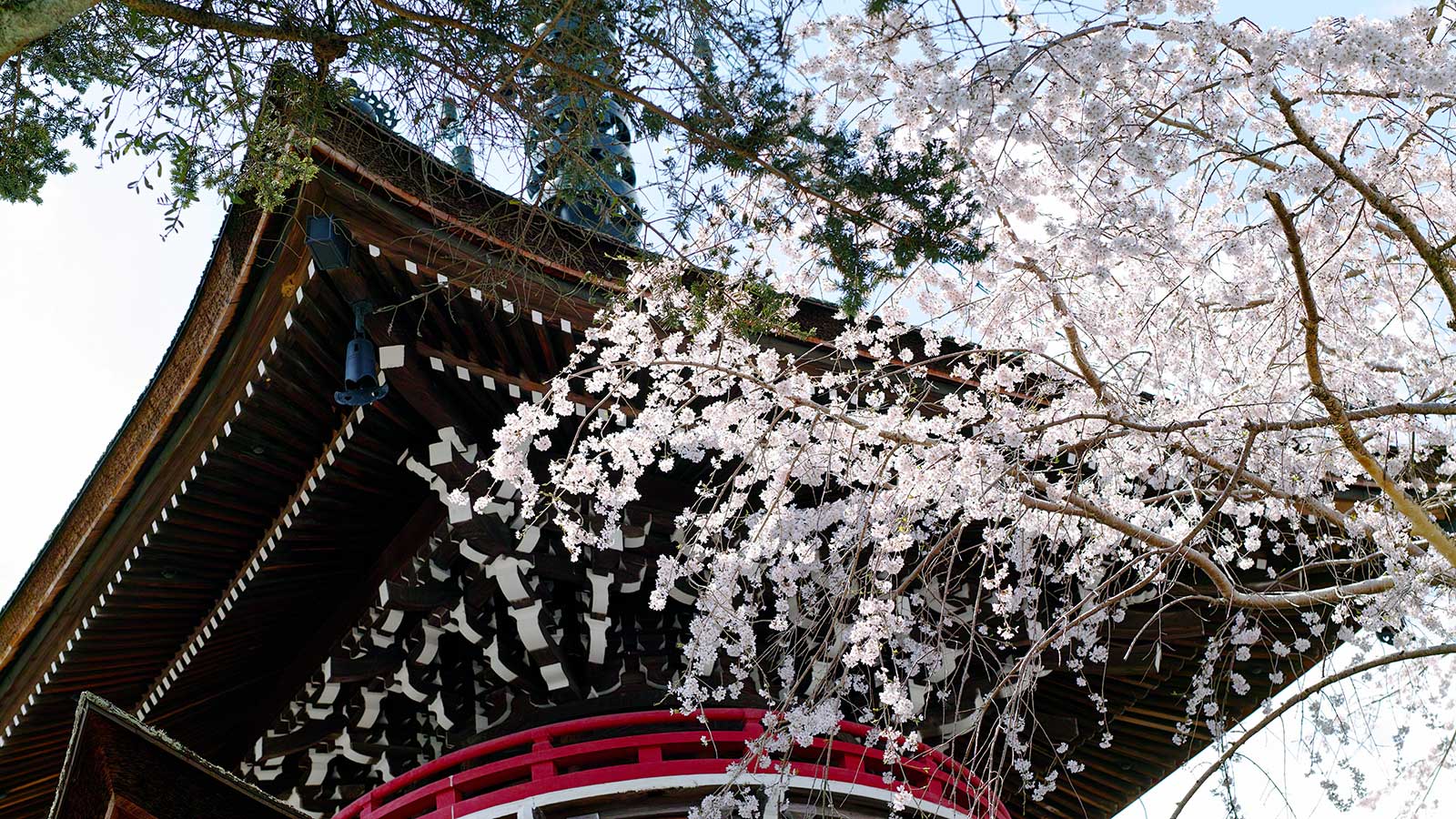 春の桜と多宝塔 - -奈良県吉野町- -