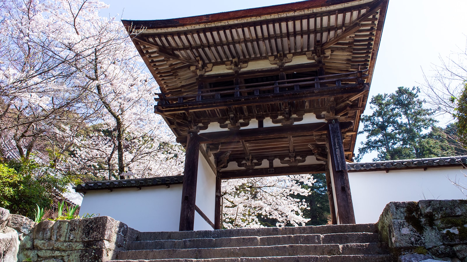 創建当時から残る唯一の建造物、鐘楼門も春には華やかな桜に映える - -奈良県天理市にある観光、撮影スポット：長岳寺- -