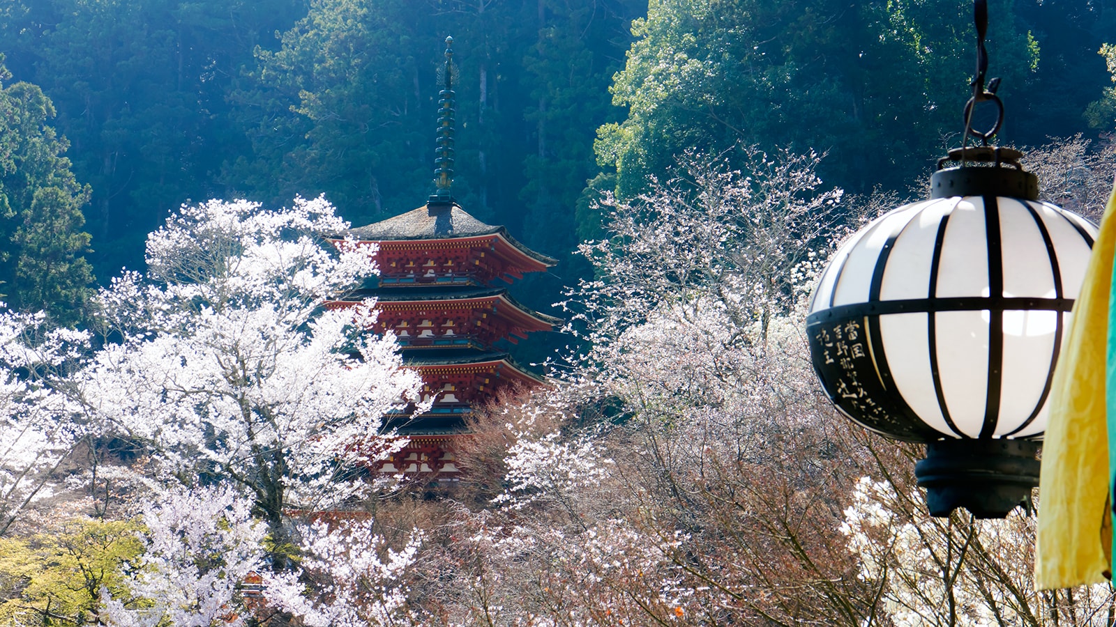 長谷寺本堂の舞台から望む五重塔、桜も陽の光に輝く - -奈良県桜井市にある観光、撮影スポット- -