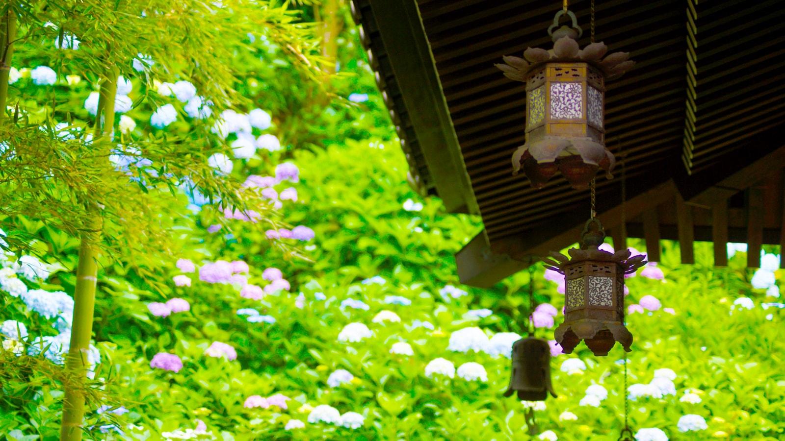 あじさいの花と葉の緑、そして竹の緑、建物が作り出す美しいコントラスト - -神奈川県鎌倉市にある観光、撮影スポット- -